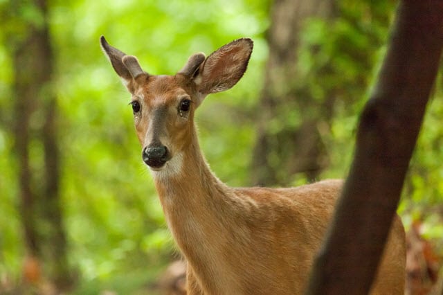 Deer Antlers Grow Back