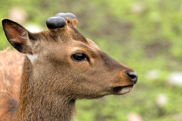 Deer Antlers Growing Back