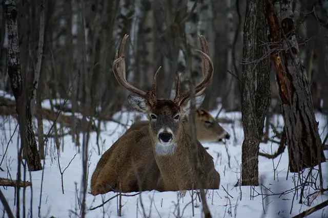 Where Do Deer Bed Down at Night in Winter?