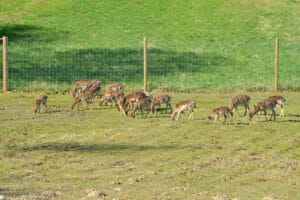 How High Can a Deer Jump? (and what fences work) - World Deer