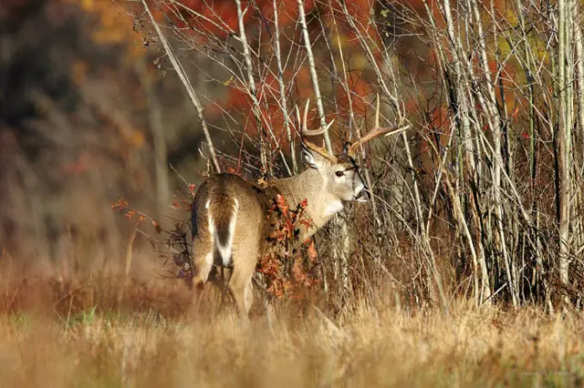 Deer Habitat Improvement