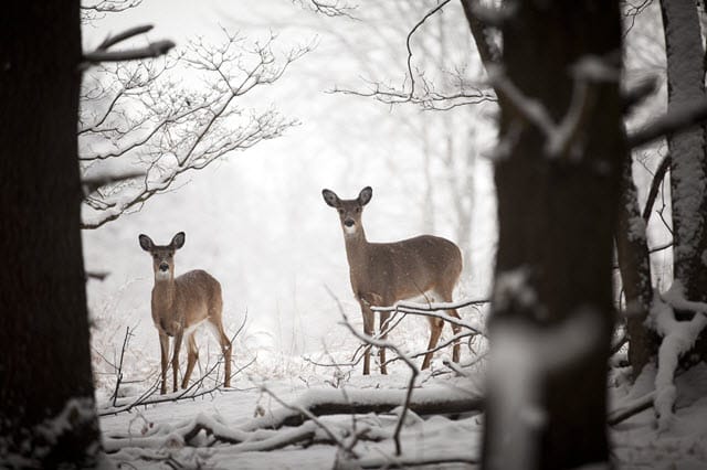 Deer Habitat Needs by Season