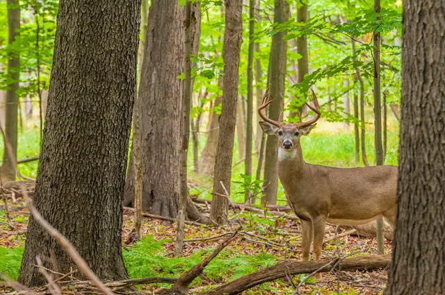 The Best Deer Habitats Provide Plenty of Cover to Avoid Predation