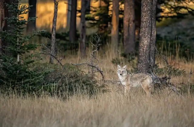 Habitat Conditions Deer Need to Hide From Predators