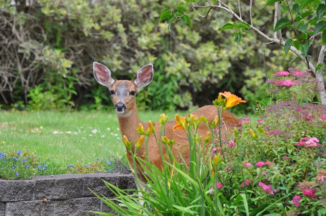 Deer in Suburban Garden