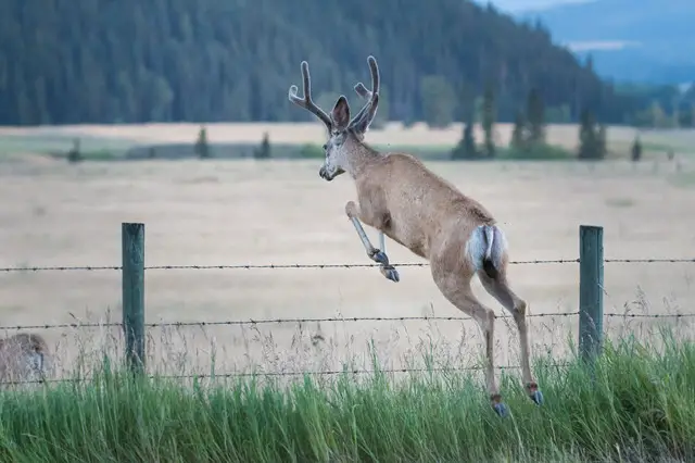 Deer Jumping Height