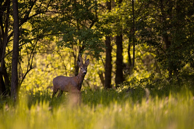 Deer Lifespan