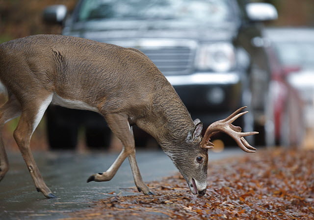 Deer Mortality Causes