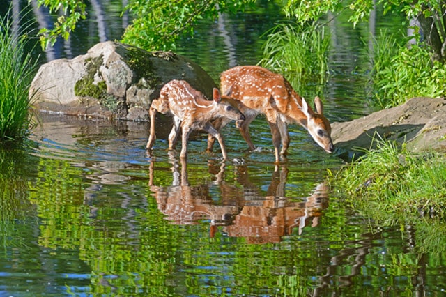 Deer Need Water in Their Habitat