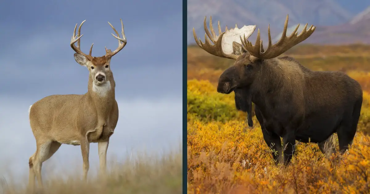Deer vs Moose