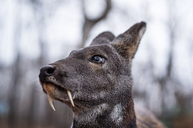 Deer with Fangs