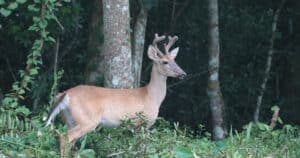 Do Deer Antlers Grow Back