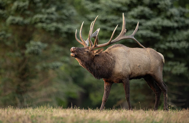 The North American Elk is the second heaviest deer in the world, with an average weight of 705 pounds