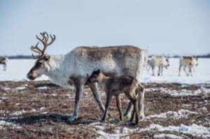 Why Do Deer Have Antlers? [ANSWERED] - World Deer