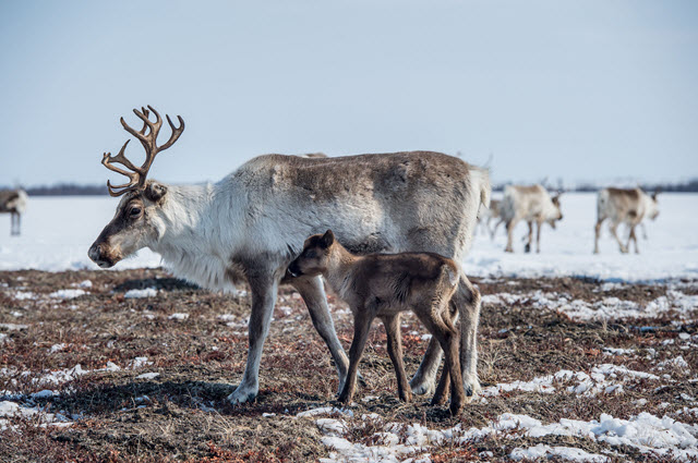 Female Reindeer with Antlers and Calf