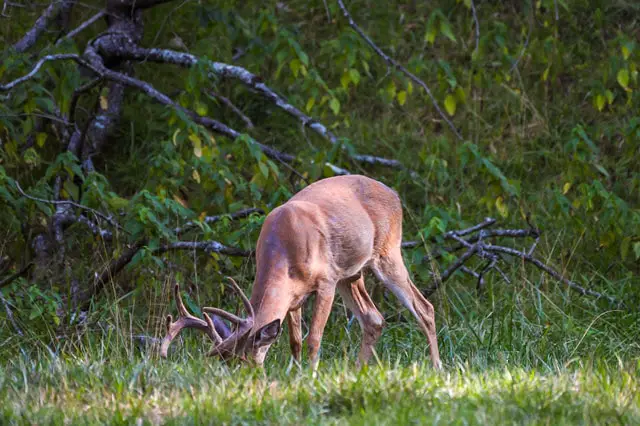 Good Deer Habitat Must Provide Quality Food Sources in Abundance
