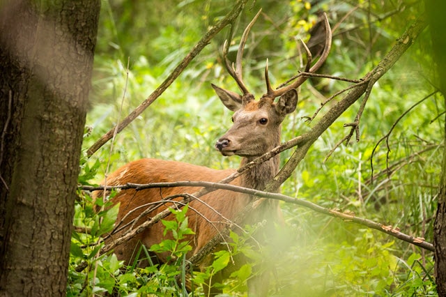 What Type Of Habitat Do Deer Live In