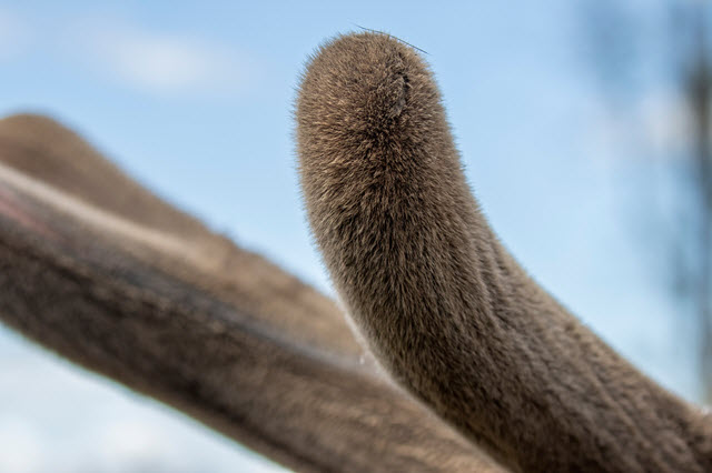 How Deer Grow and Shed Antlers