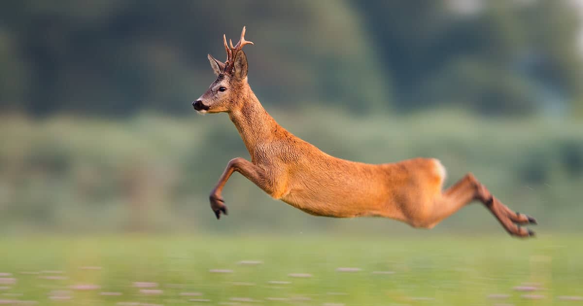 How fast do deer hot sale run