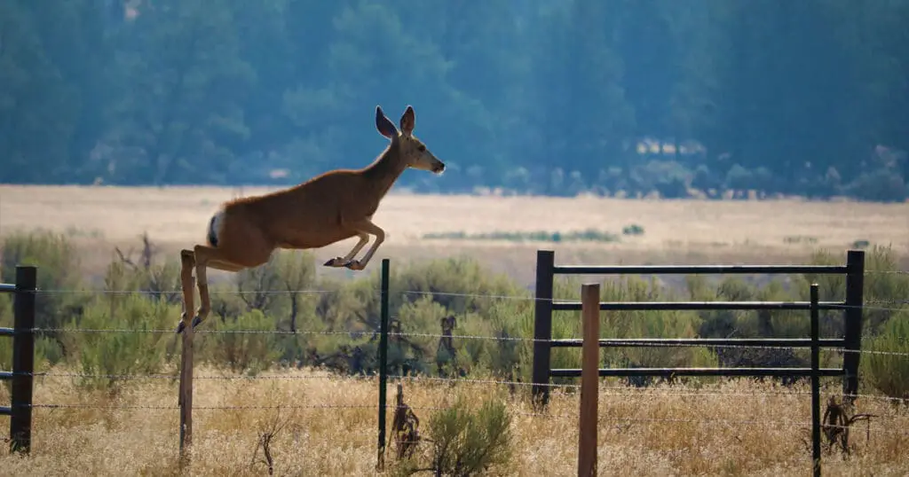 How High Can a Deer Jump
