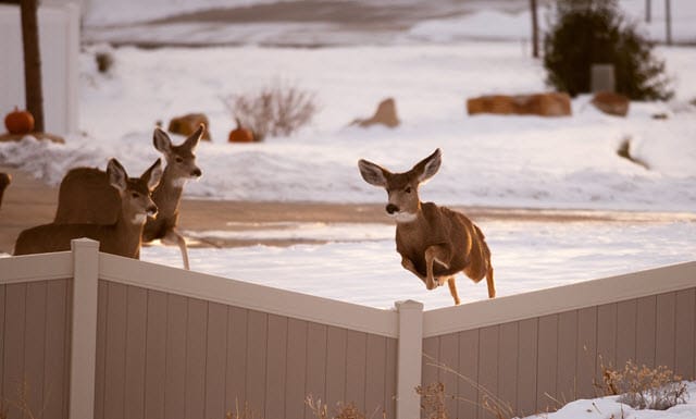 How High Can Mule Deer Jump