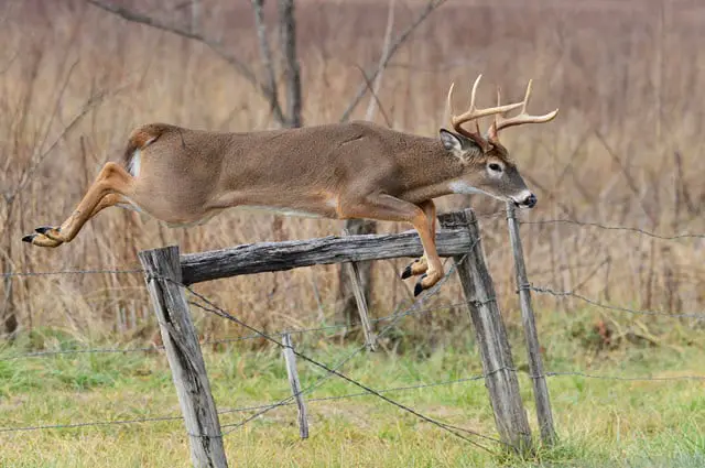 How High Can Whitetail Deer Jump