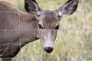 How High Can a Deer Jump? (and what fences work) - World Deer