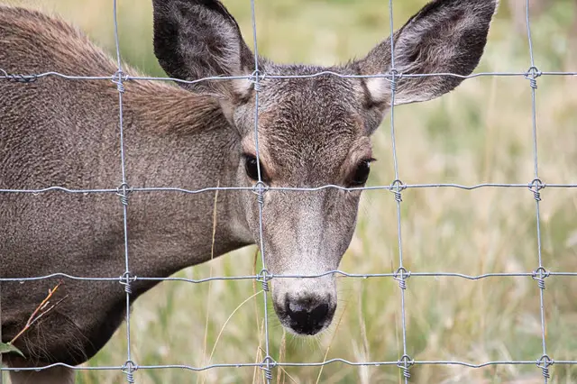 How High Does a Deer Fence Need to Be?
