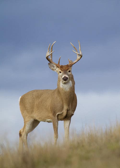 How Long Does a White Tail Deer Live?