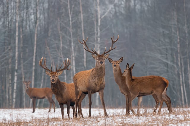 How Much Deer Weigh