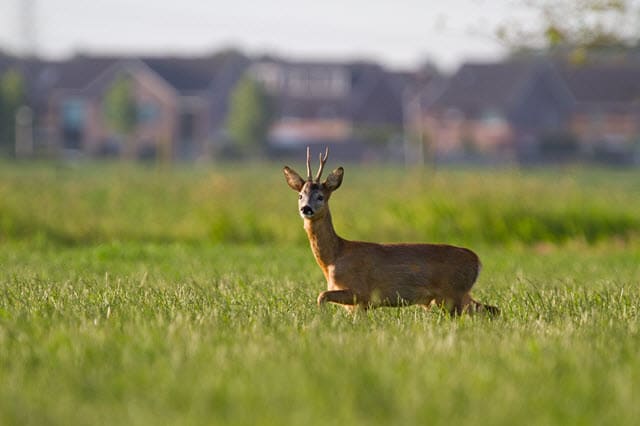 Human Impact on Deer Habitat