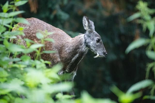 Is the Vampire Deer Real