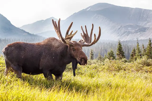 The Moose is the heaviest species of deer in the world, with the largest on record weighing in at 1,800 pounds