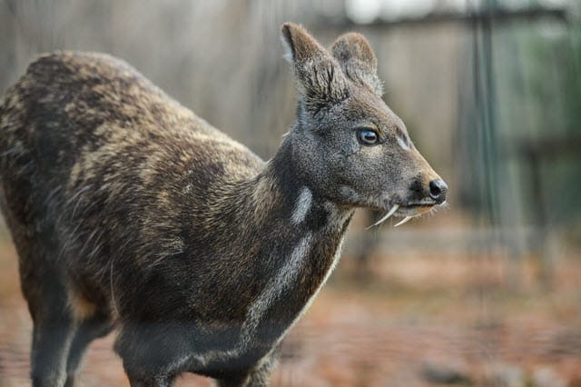 Musk Deer - Vampire Deer Species