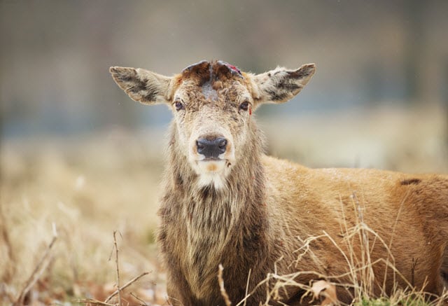 A Red Deer Stag Pictured Just After Shedding His Antlers