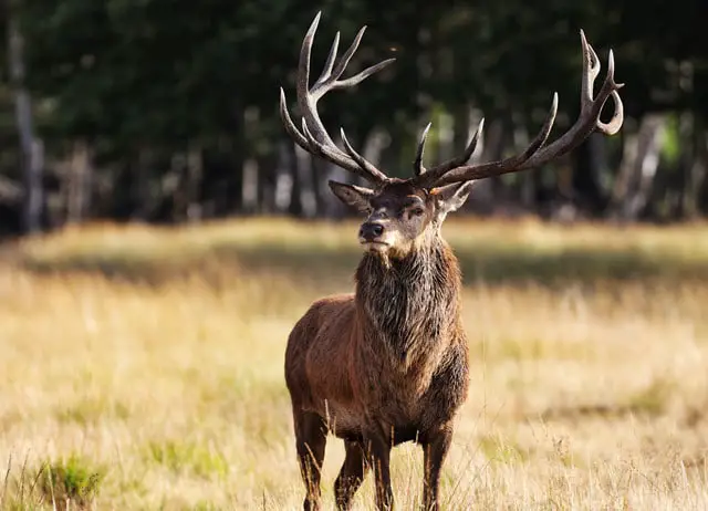 Red Deer Stag with Fully Developed Antlers