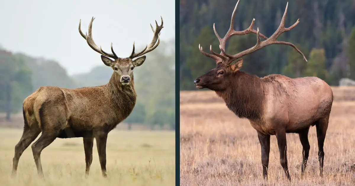 Deer vs Elk Comparison (difference between Elk & Red Deer)