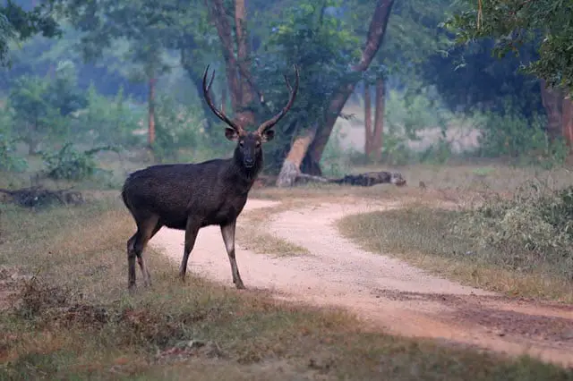 Sambar Deer Weight - The Third Heaviest Species of Deer in the World is the Indian Sambar Deer, which Averages 400 pounds