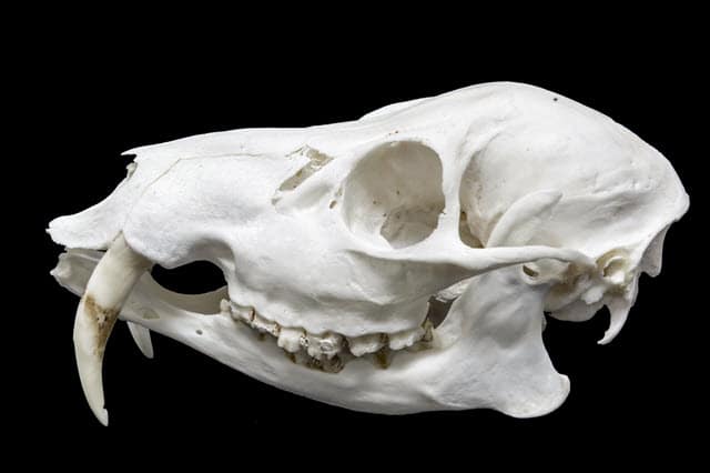 Skull of Chinese Water Deer