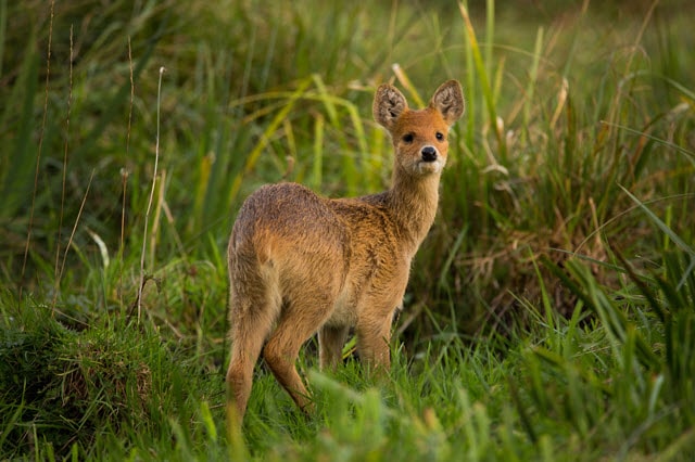 Vampire Deer Facts