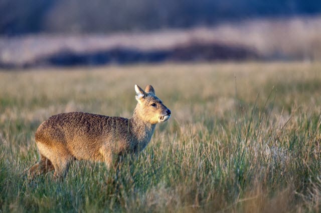 What do Vampire Deer Eat