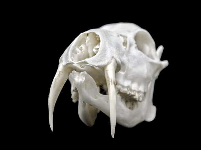 Vampire Deer Skull