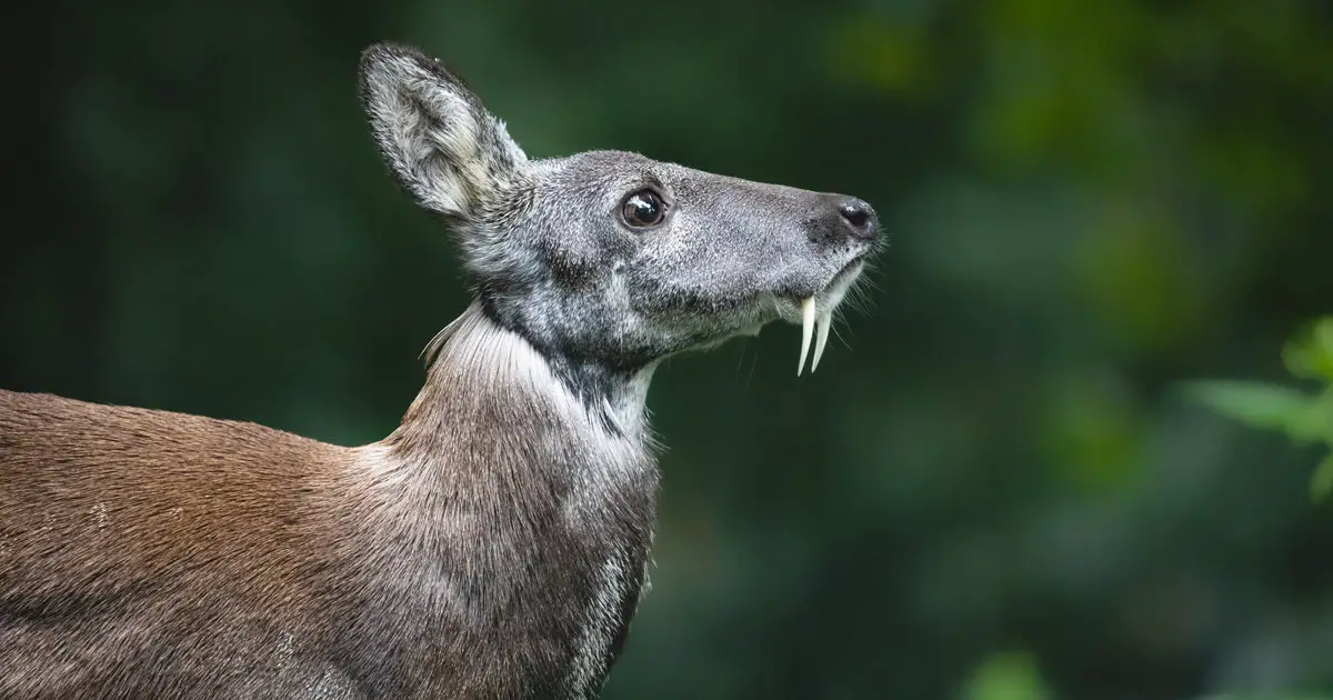Vampire Deer