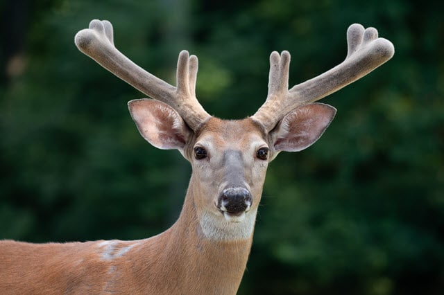 Velvet Covered Antlers During The Process of Growing Back