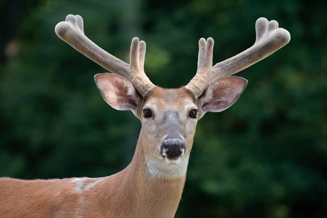 do-deer-antlers-grow-back-every-year-answered-world-deer