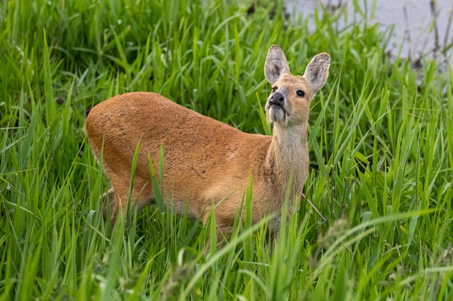 Vampire Deer - Water Deer