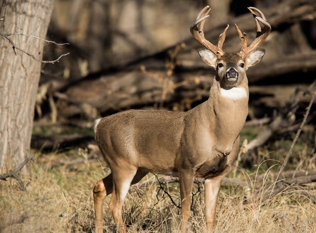 do-deer-antlers-grow-back-every-year-answered-world-deer