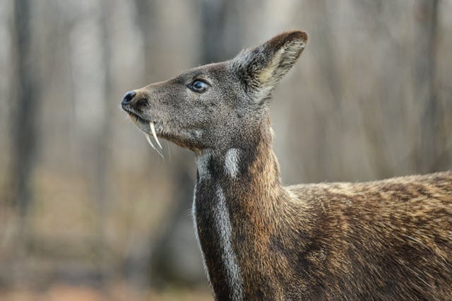 What are the Deer With Fangs Called?