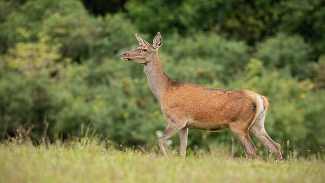 What is the Oldest Deer on Record? The Oldest Deer Ever was a 31 Year Old Red Deer Female named Bambi