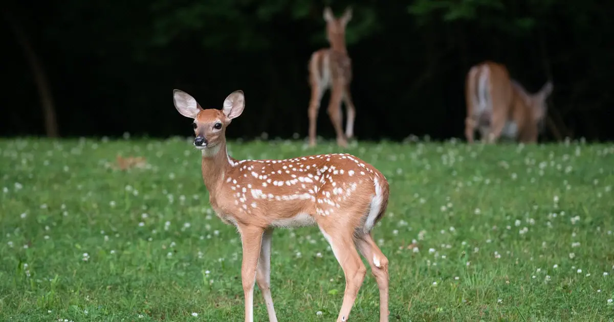 When Do Fawns Lose Their Spots